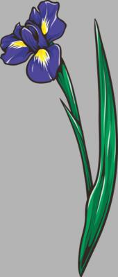 Blume Iris