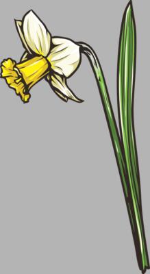 Blume Narzisse