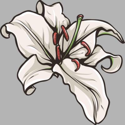 Blume Lilie